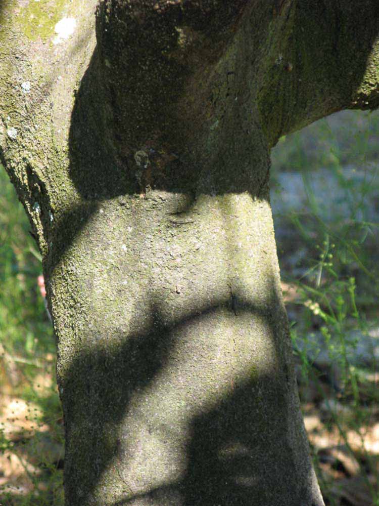            Bark (Winter Haven, FL)      